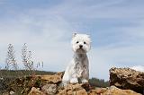WESTIE 061